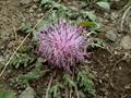 Jurinella moschus